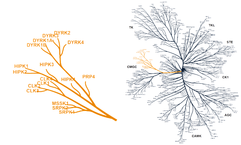 DYRK and CLK kinase family within the human kinome